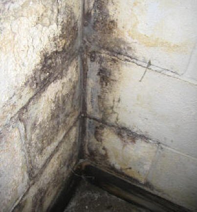 Mold Remediation Atlanta